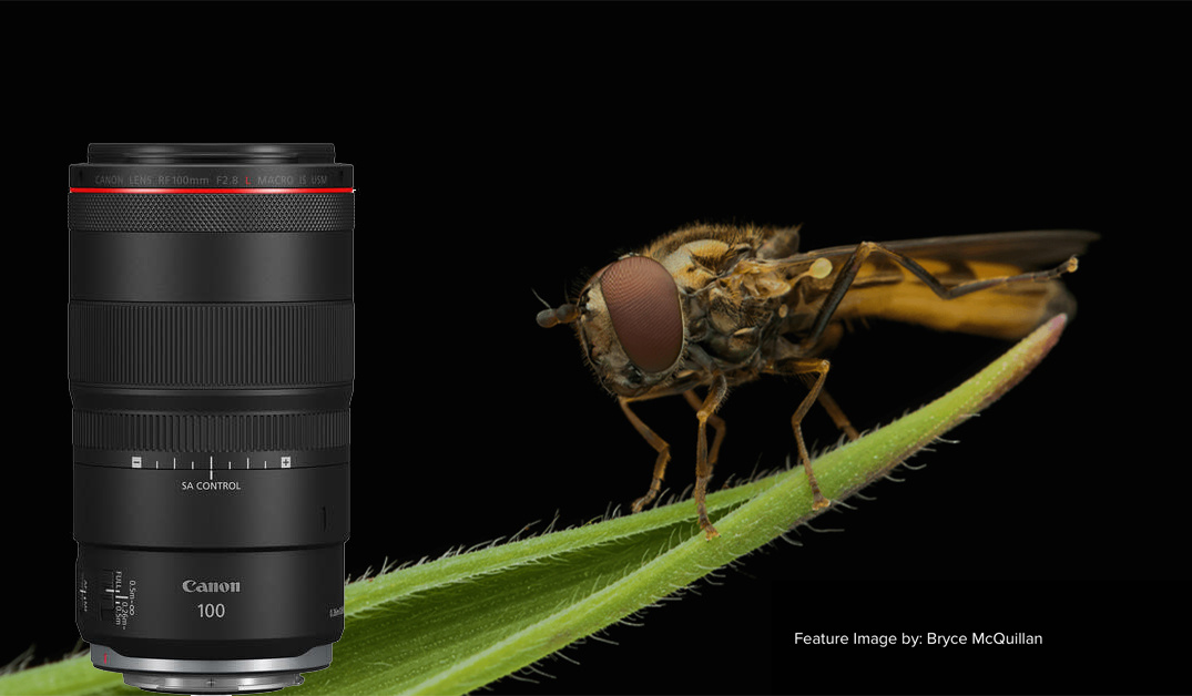 Canon RF 100mm F2.8L Macro IS USM review - Amateur Photographer