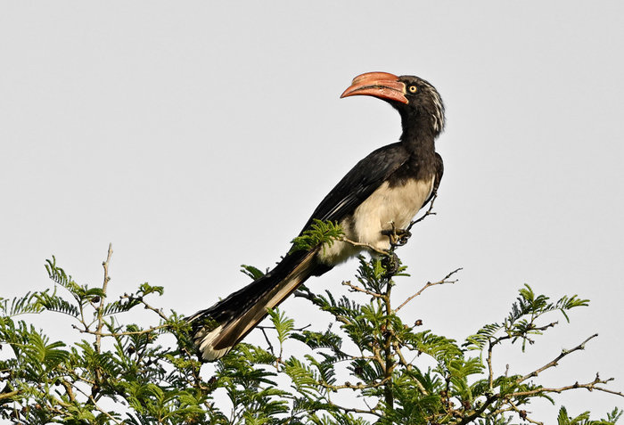 Jen's Top 22 Birds of 2022