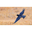 Wildlife Photography: Photographing Birds in Flight