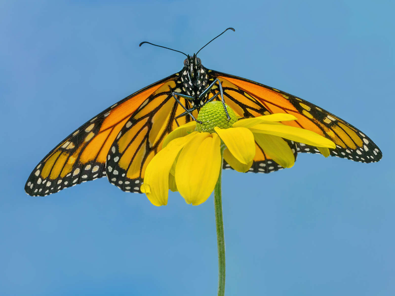 11 Tips for Photographing Butterflies