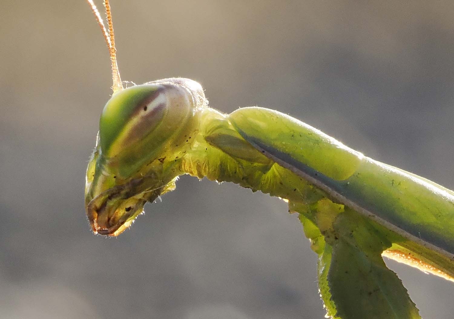 Capturing Curiosity: How the Tools of Photography Can Help Make the Natural World More Accessible