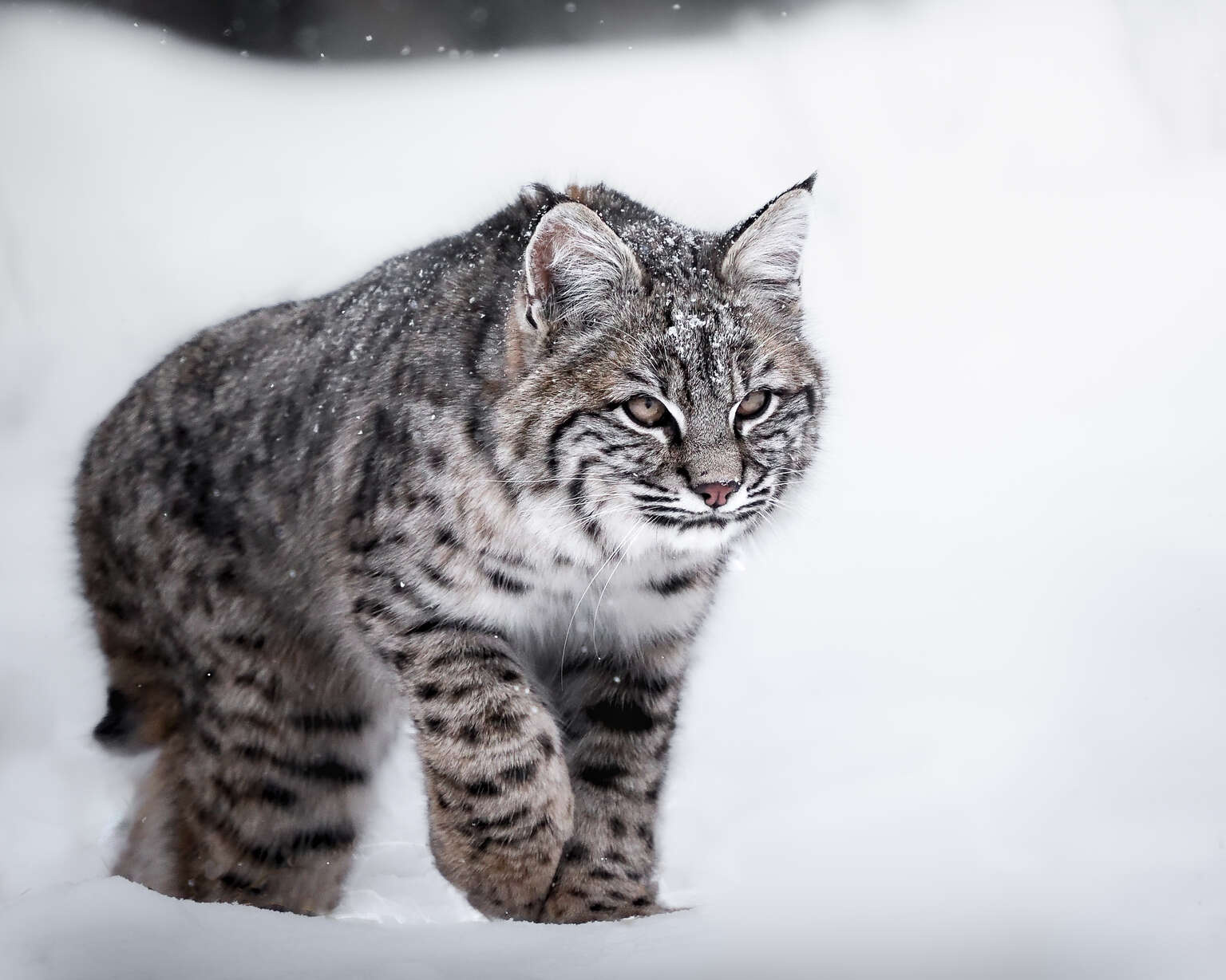 Elevating Your Winter Wildlife Photography