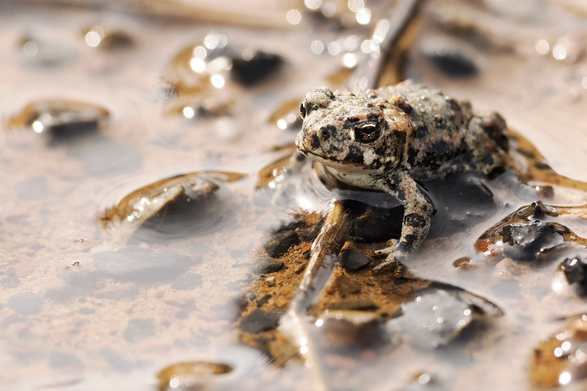 From "Smoke My Toad" to Saving Them: A Bio Nerd's Toadally Different Path