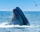 Watching Whales in Monterey Bay, California