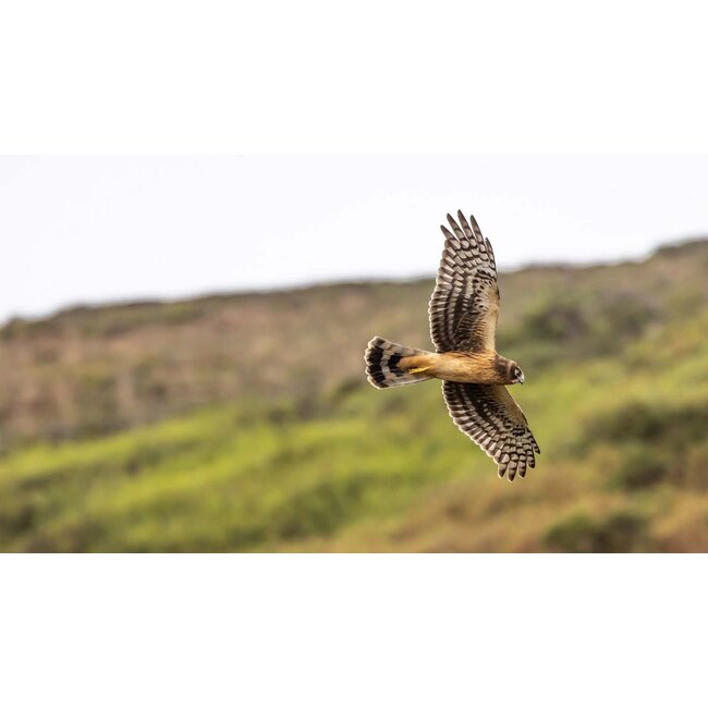 Photographing Birds in Flight (3-Part Class: 9/28, 9/29 and 10/5)