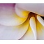 Macro and Close Up Photography Class (April 26)