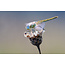 Macro and Close Up Photography Class (April 26)