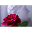 Canon RF16-28mm F2.8 IS STM
