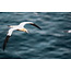 FUJIFILM XF 500mm F5.6 R LM OIS WR Lens, White