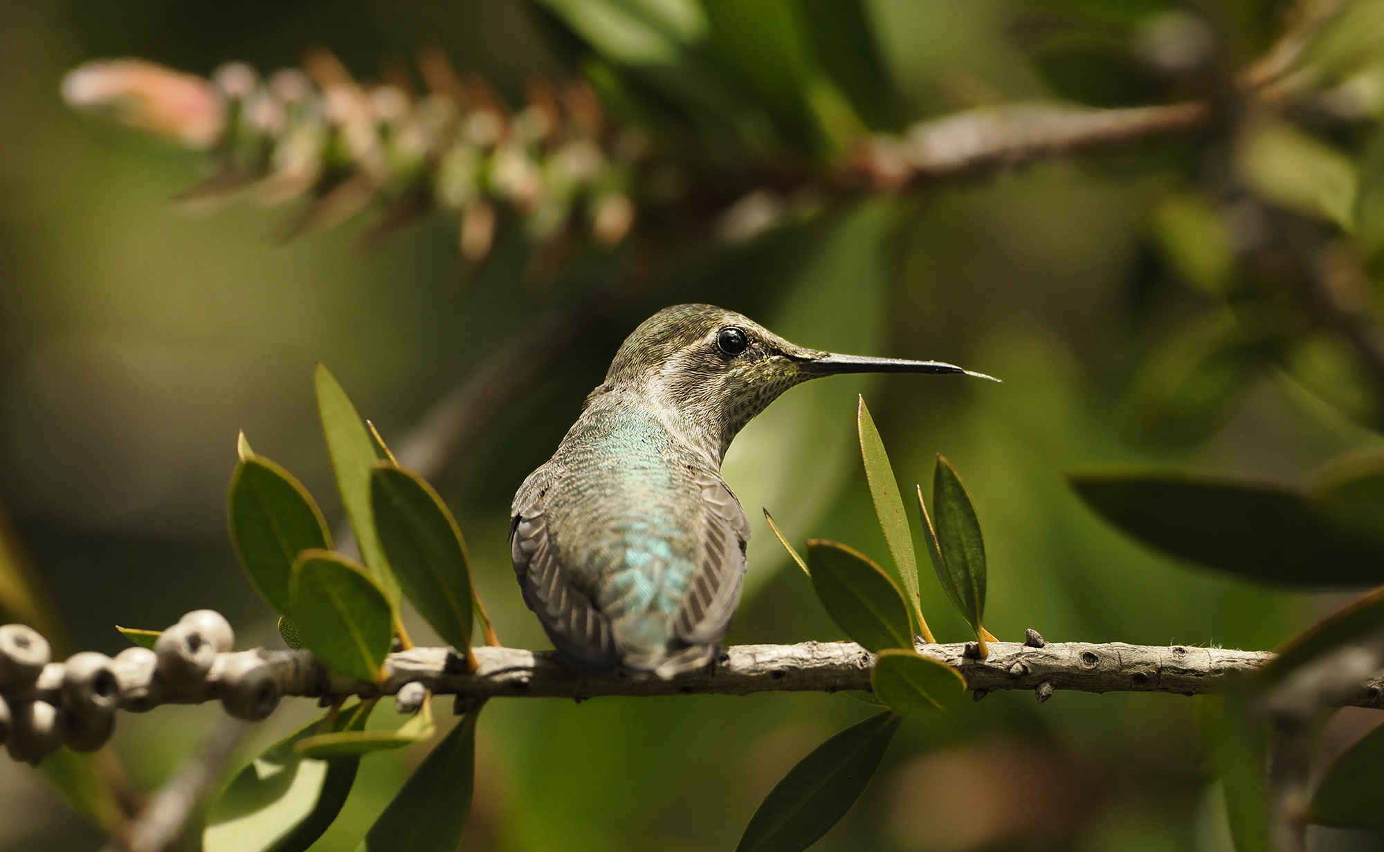 Finding Beauty in Nature and Community: Paying It Forward with a Gift of Learning