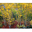 Lightroom Reimagined: Master Color Editing with Rich Seiling (4/9, 4/16, 4/23, 4/30)