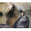 Sunrise on the Slough: A Photography Excursion with Looking Glass (April 27 and May 6)