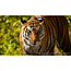 SONY FE 200-600mm f/5.6-6.3 G OSS E-Mount Lens