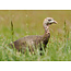Three Day Nature Photography Workshop - May 21st