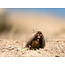 Three Day Nature Photography Workshop - May 21st