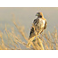 Three Day Nature Photography Workshop - May 21st