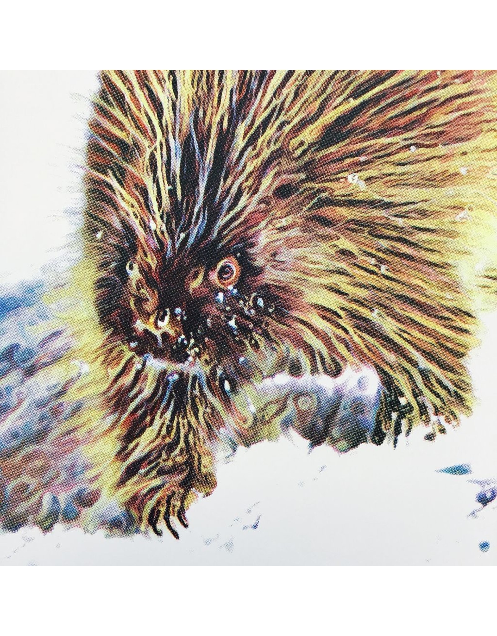 Graham, Peter Porcupine (Candied Mammals of the Boreal Forest), Peter Graham