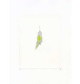 Josephson-Laidlaw, Erin Hummingbird, (from Some Specimens series), Erin Josephson-Laidlaw