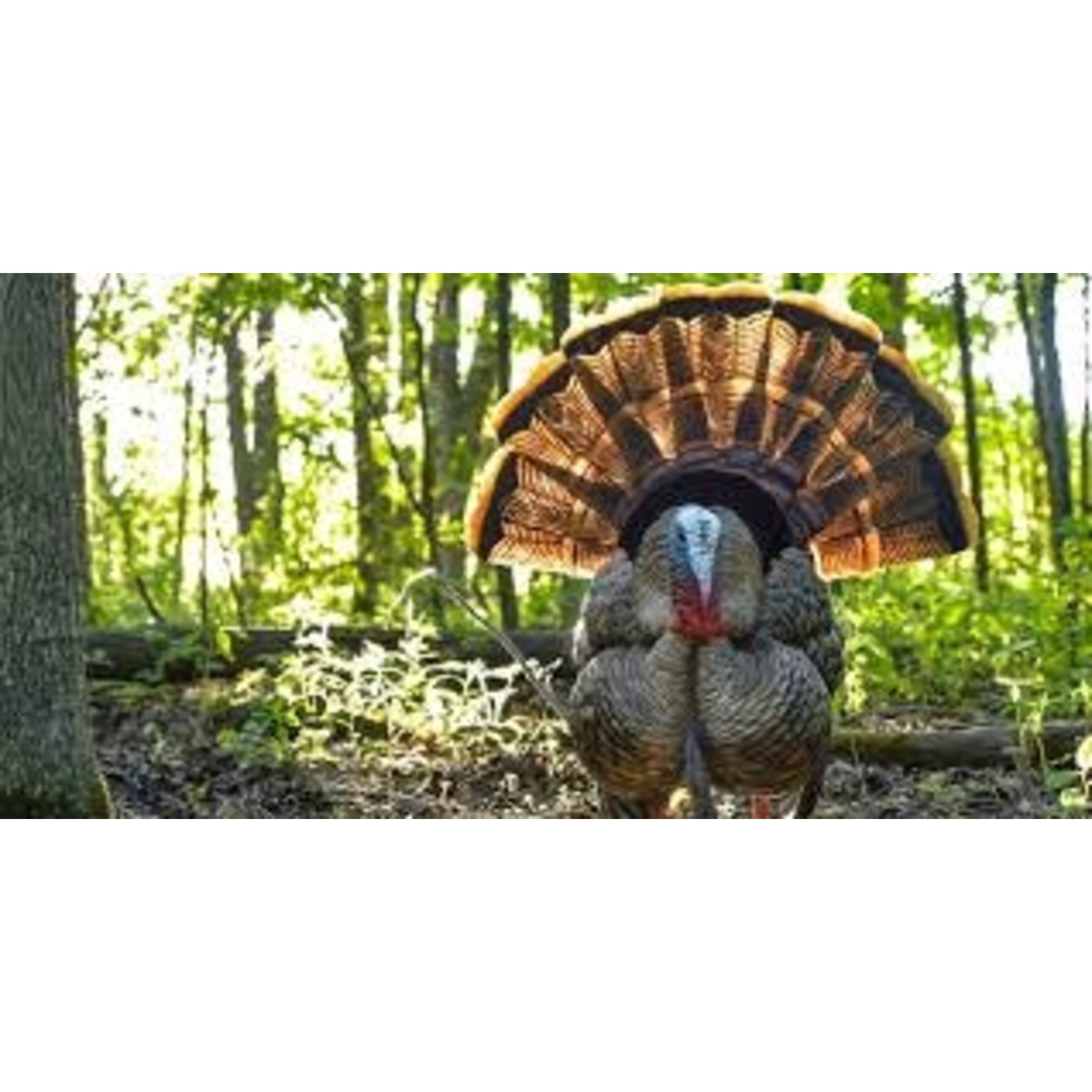 AvianX AvianX HDR Strutter Turkey Decoy