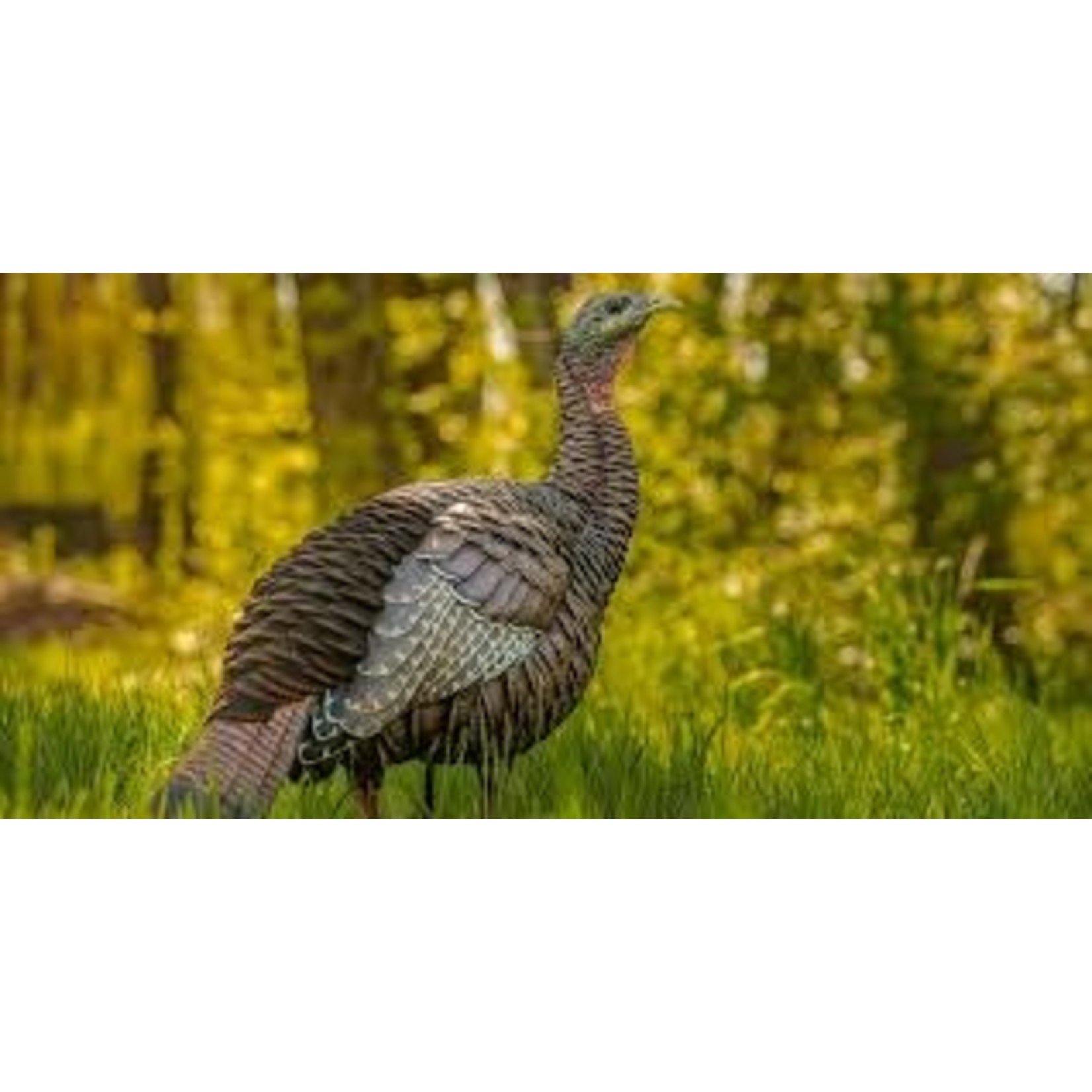 AvianX AvianX HDR Feeding Hen Turkey Decoy