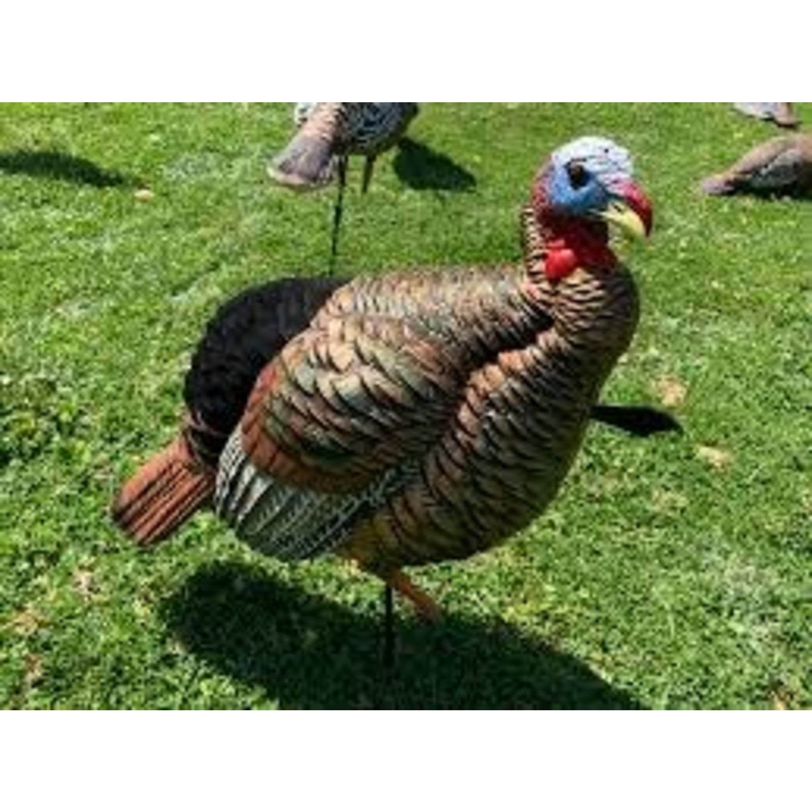 AvianX AvianX HDR Jake Turkey Decoy