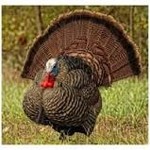 AvianX AvianX LCD Strutter Turkey Decoy