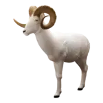 Rinehart Rinehart IBO Standing Dall Sheep  Target