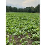 ARA Grow Max Fall Plot Mix (4.5 lbs)