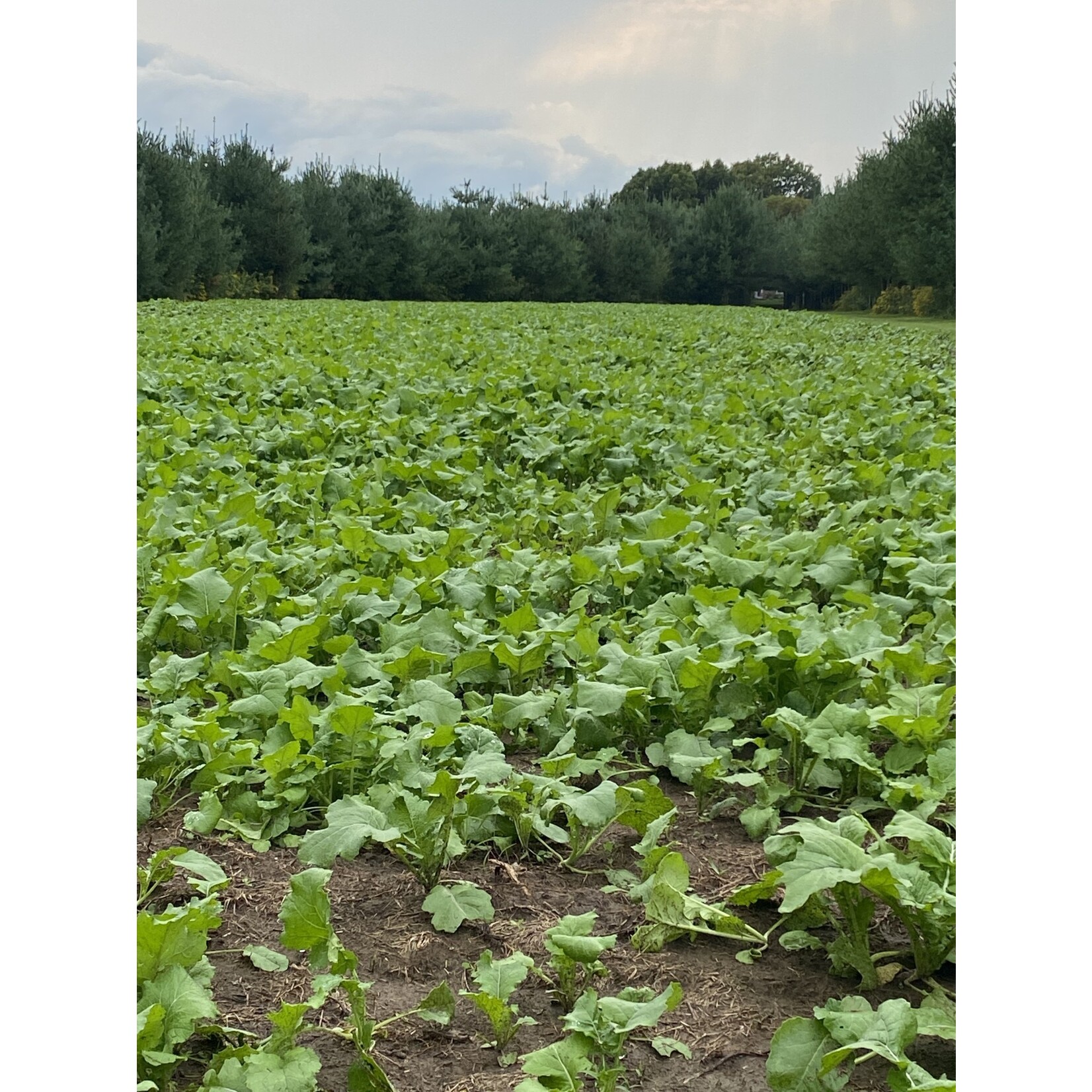 ARA Grow Max Fall Plot Mix (4.5 lbs)