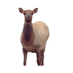 Montana Montana Eichler Elk  Decoy