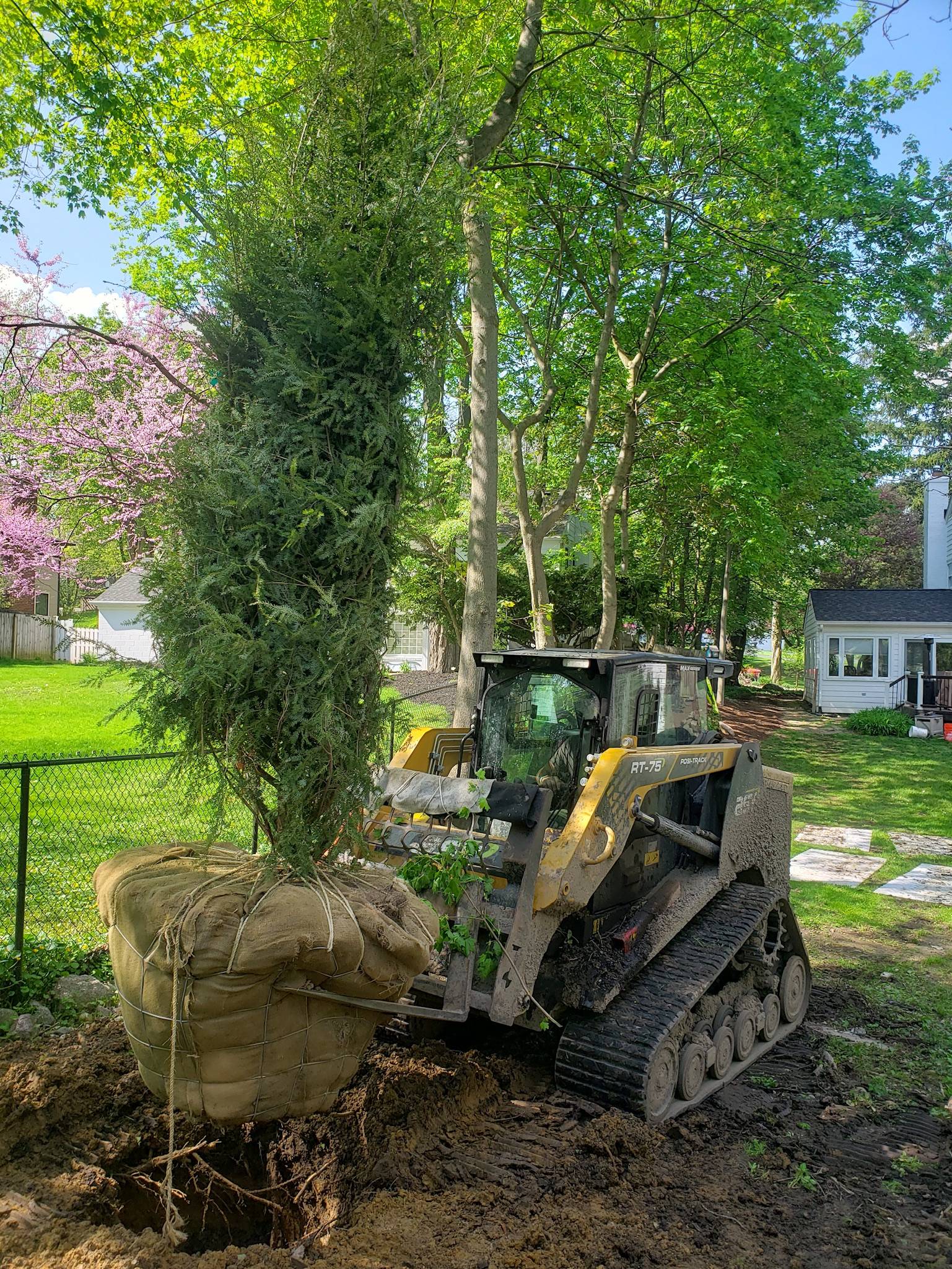 We specialize in planting large trees.-1