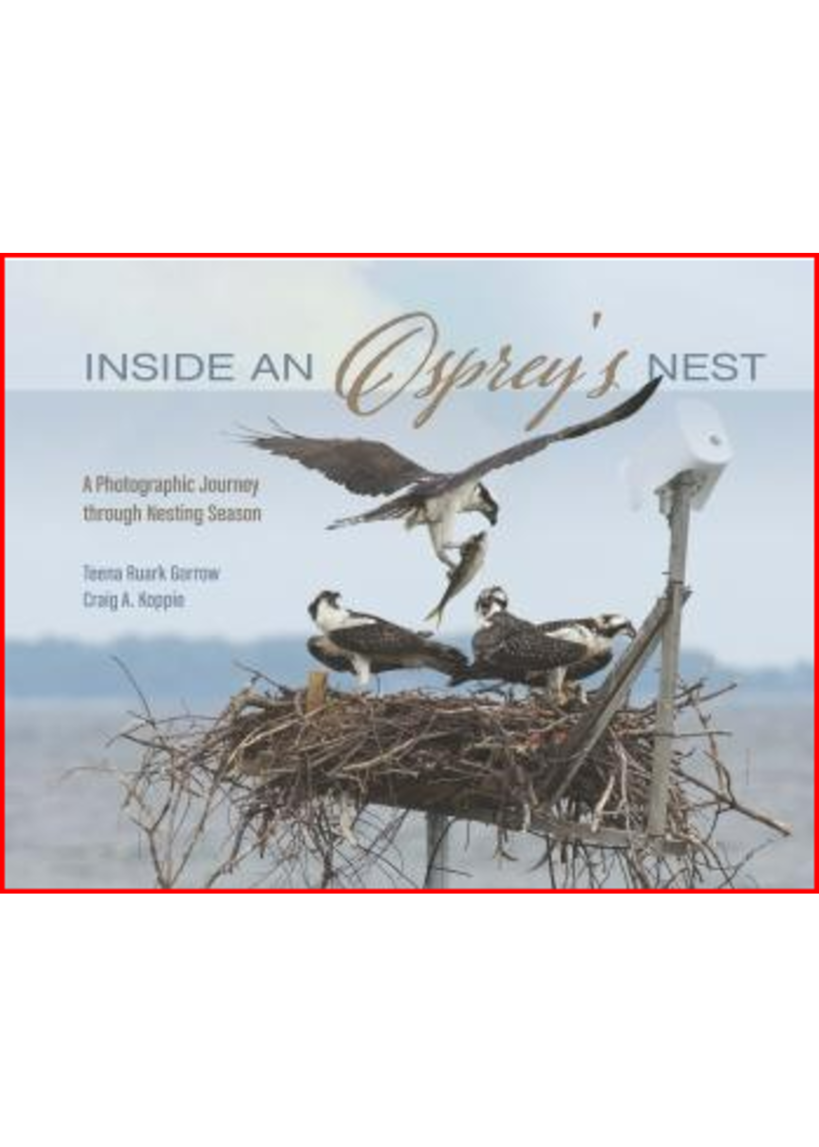 Inside an Osprey’s Nest