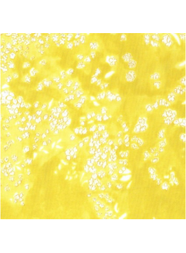 Kokka Nani Iro by Naomi Ito Lei Nani Double Gauze Yellow
