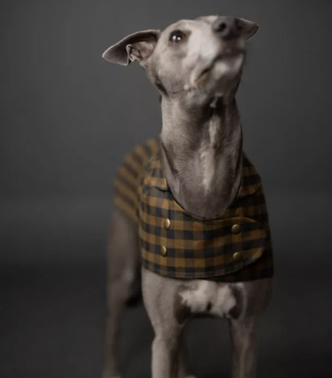 Colleen Connolly Learn to Sew: Barka (Parka for Your Pet!), Fridays, August 15th & 22nd, 4pm-8pm