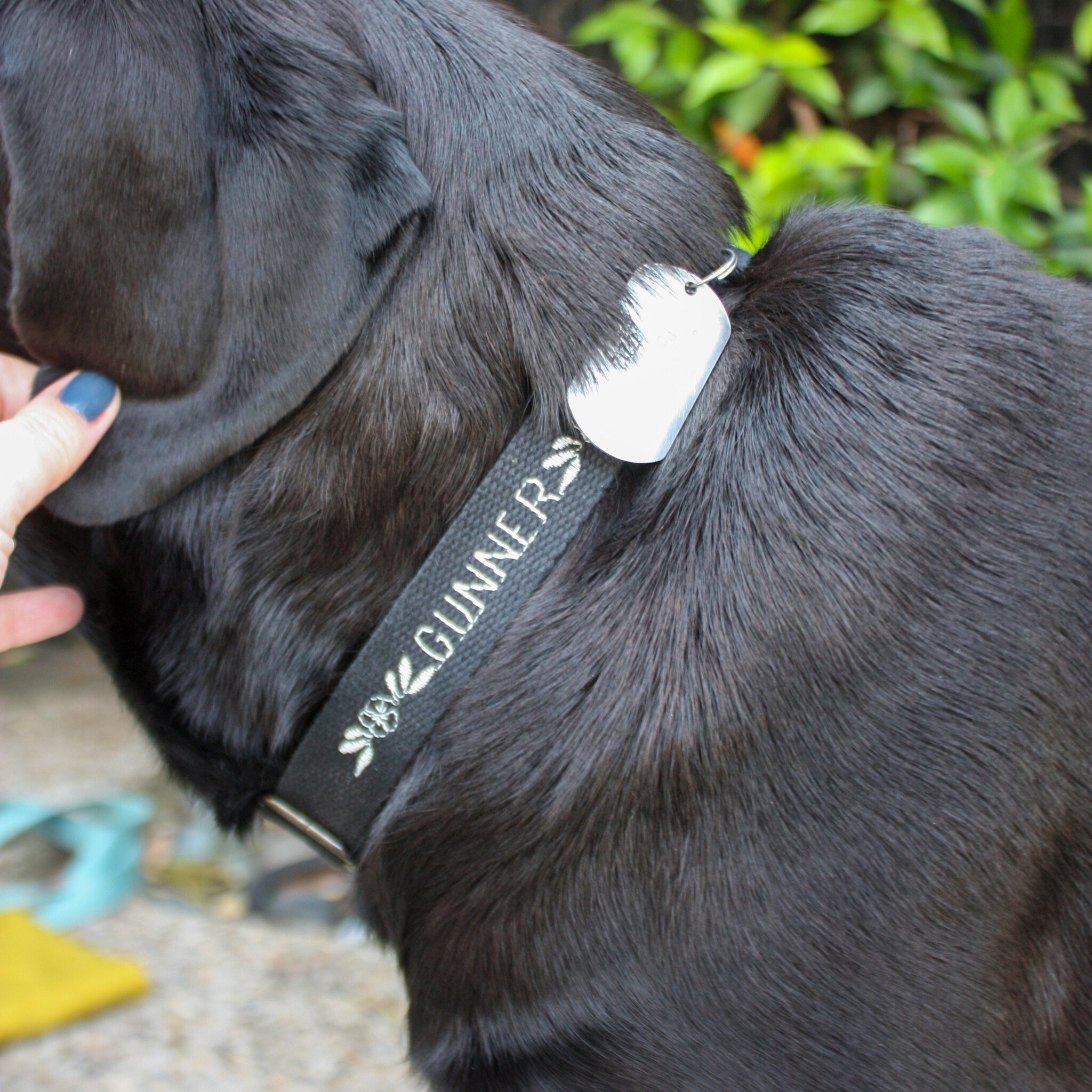 Colleen Connolly Learn to Sew: Customized Collar (For Your Pet), Sunday, October 12th, 10am-12:30pm