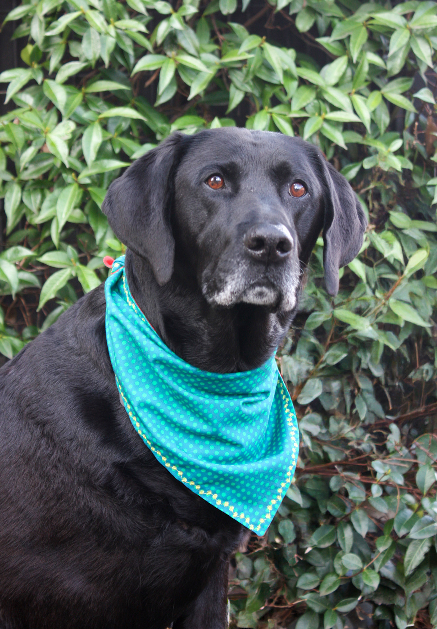 Colleen Connolly Learn to Sew: Bandana with Decorative Stitching, Monday, September 21st, 5:30pm-8:30pm