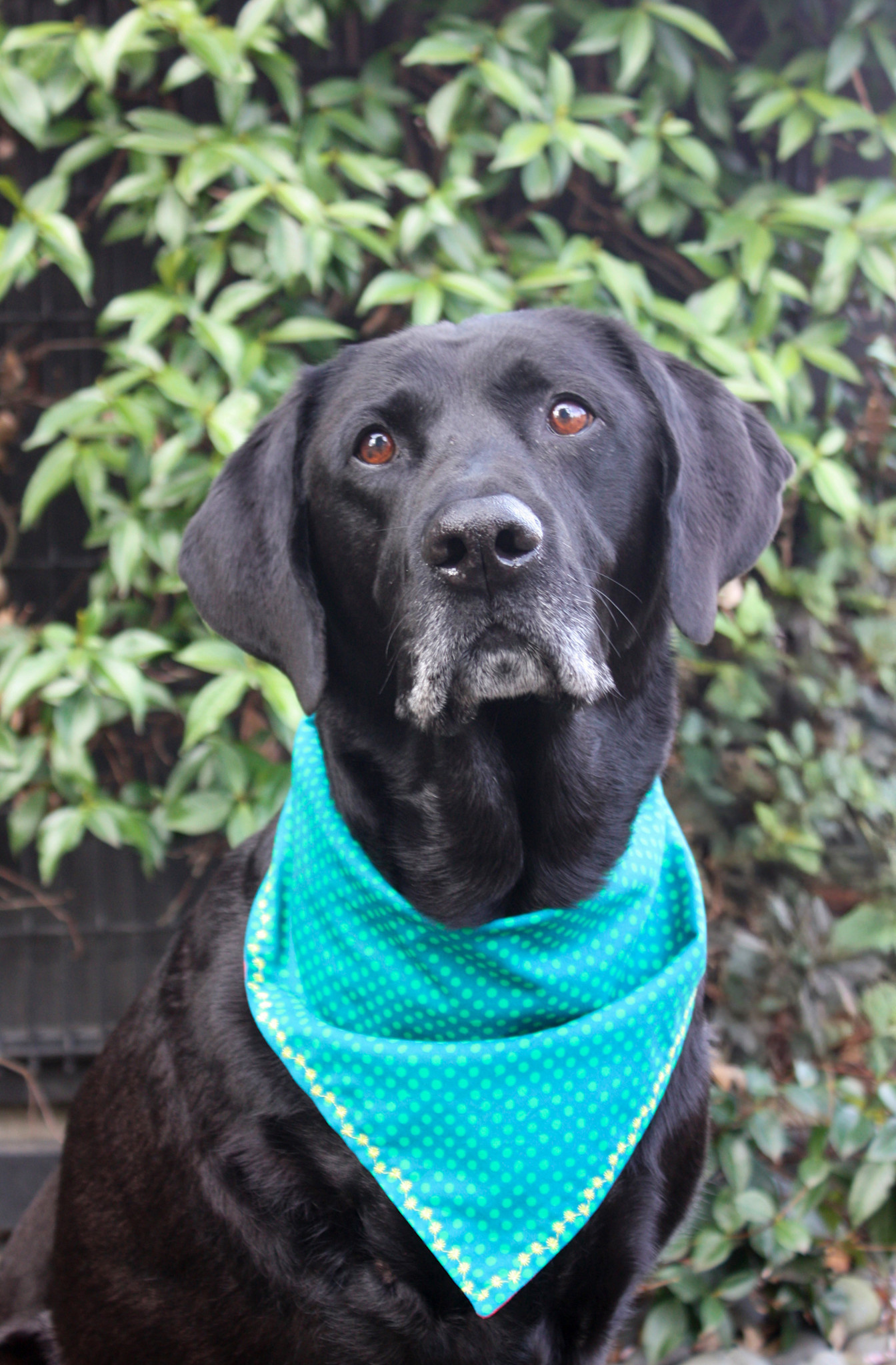 Colleen Connolly Learn to Sew: Bandana with Decorative Stitching, Monday, September 21st, 5:30pm-8:30pm