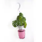 Creationzbycatherine Catherine Monstera Plant Ornament