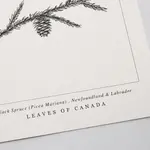 Leaves of Canada PROVINCIAL TREE OF NEWFOUNDLAND & LABRADOR - BLACK SPRUCE