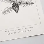 Leaves of Canada PROVINCIAL TREE OF NOVA SCOTIA - RED SPRUCE ART PRINT