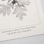 Leaves of Canada PROVINCIAL TREE OF PRINCE EDWARD ISLAND - RED OAK ART PRINT