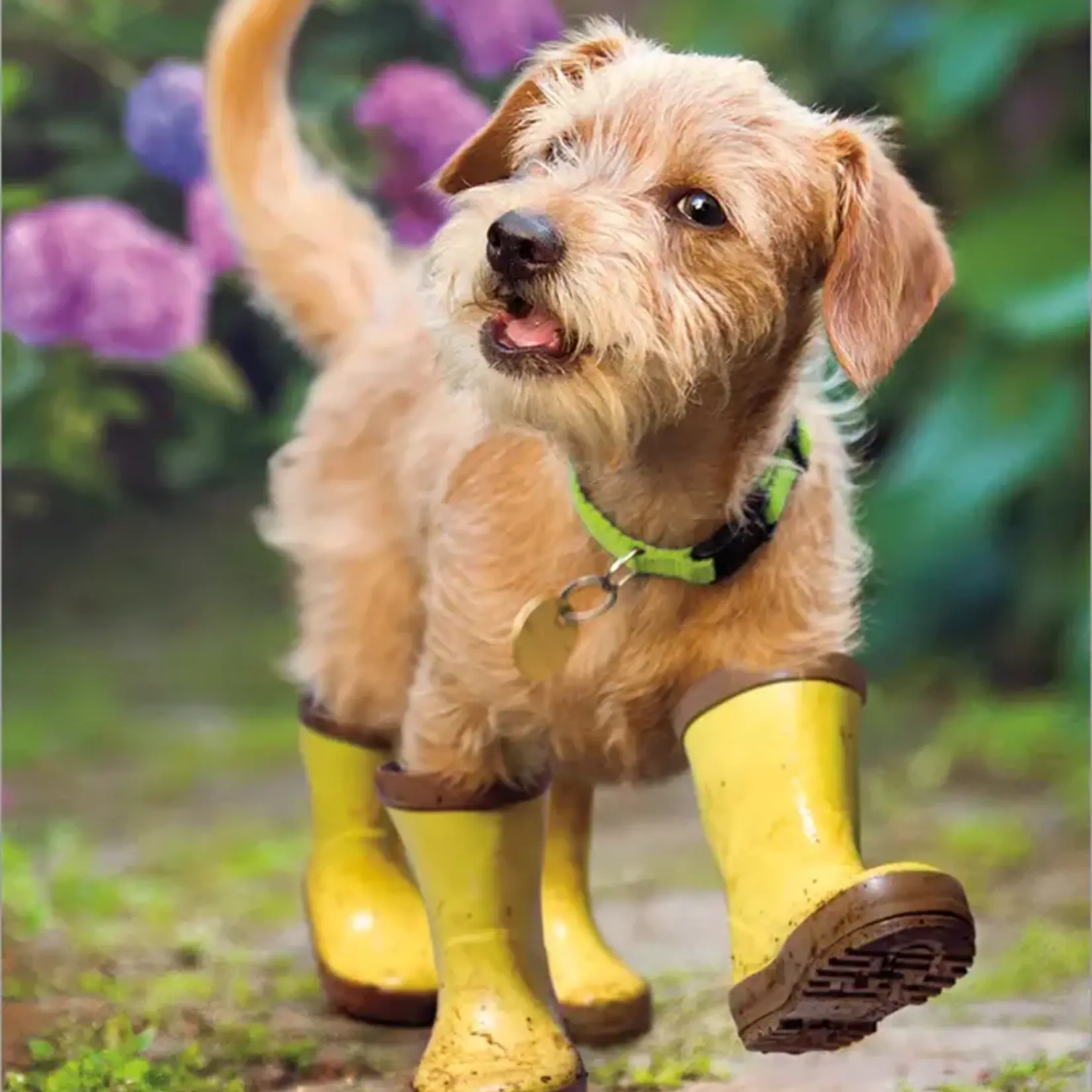 Avanti Puppy In Garden