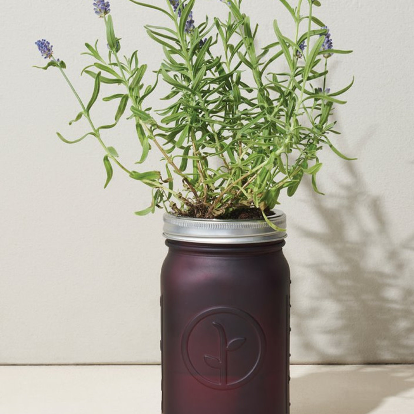 Modern Sprout Garden Jar (Mint)