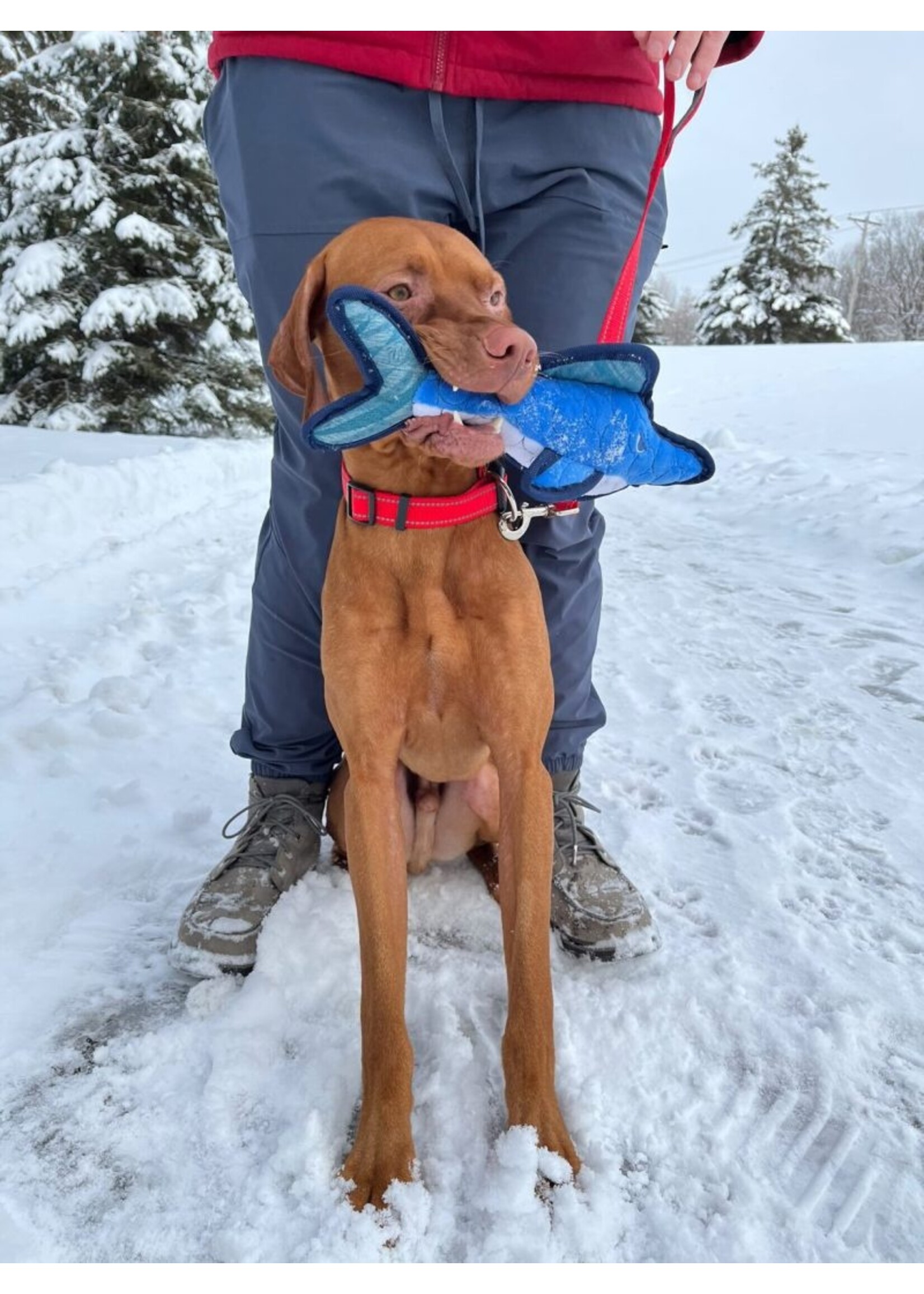 ROCT ROCT Cunning Shark Dog Toy