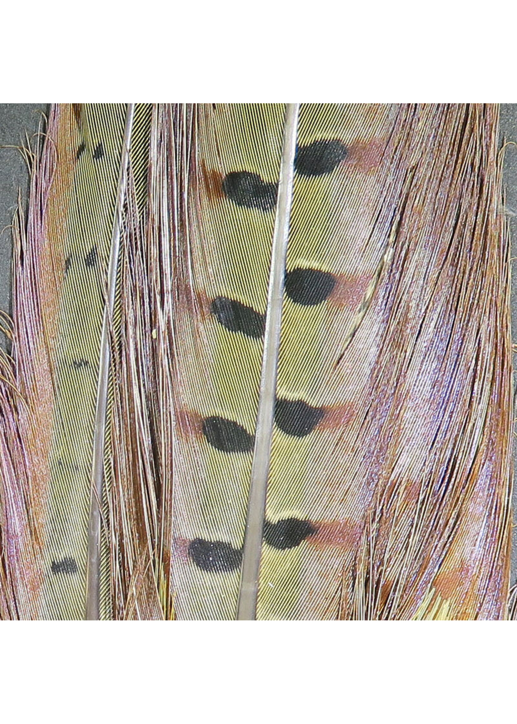 Hareline Hareline Ringneck Pheasant Complete Tail