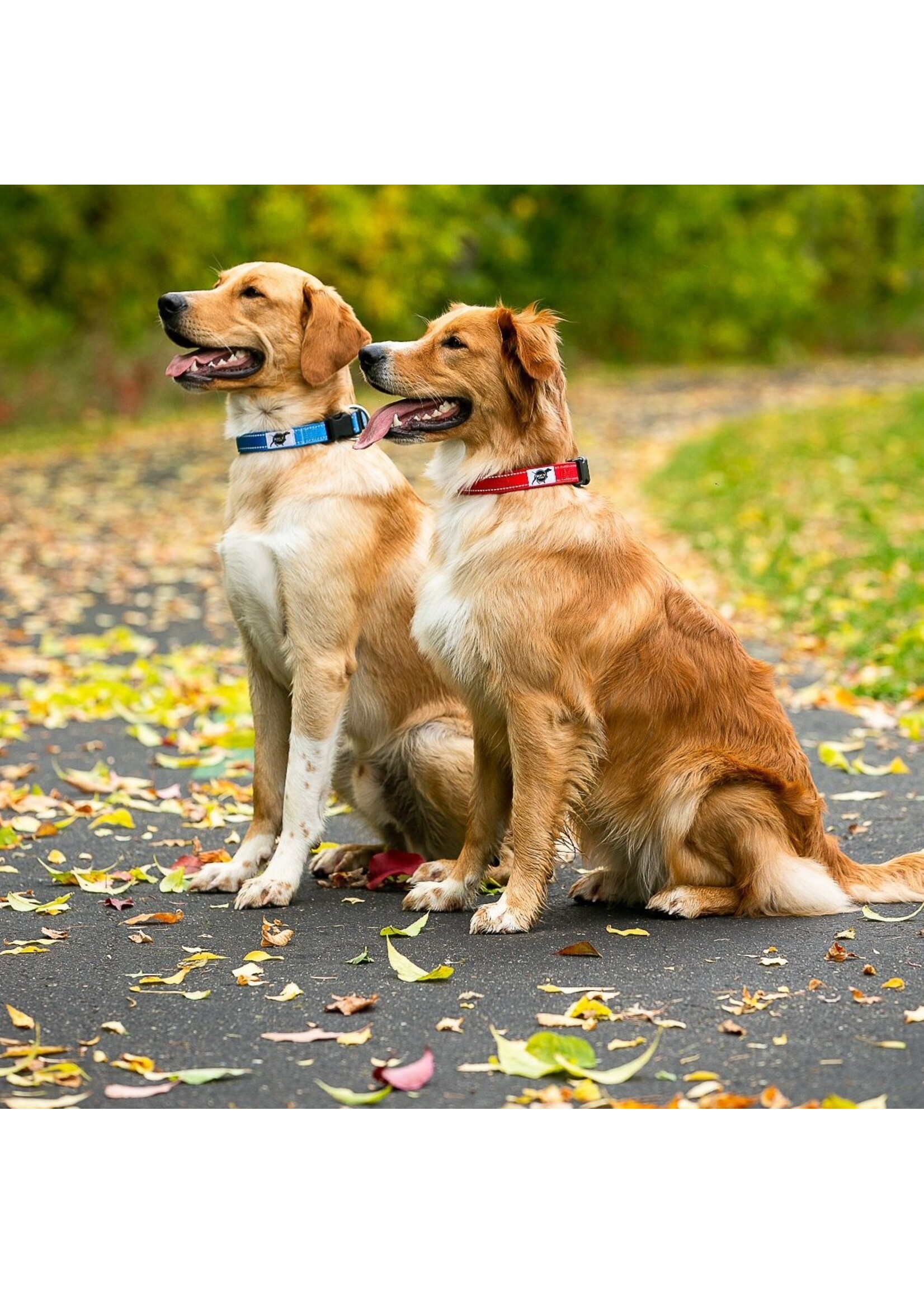 ROCT ROCT Trail Head Dog Collar