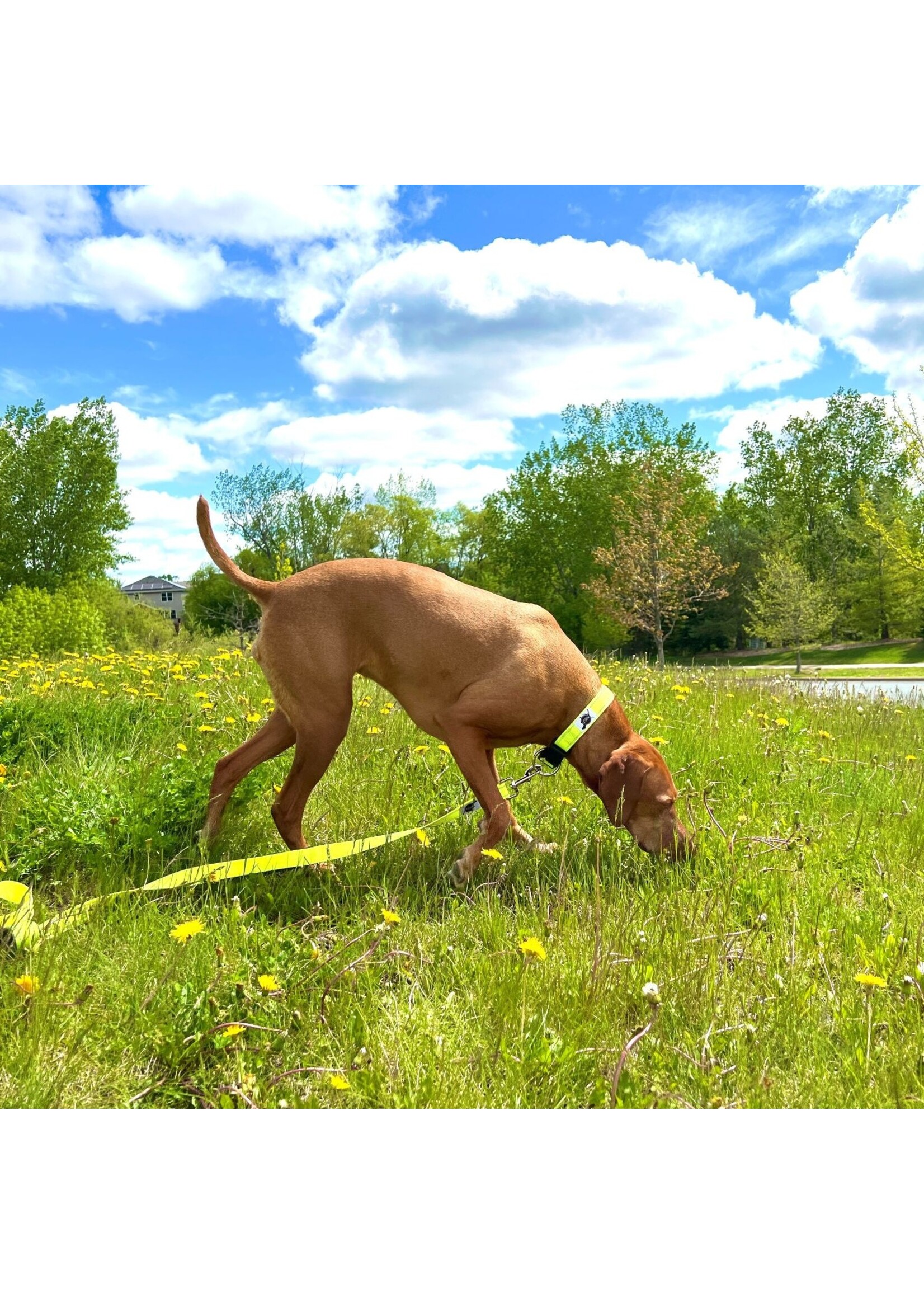 ROCT ROCT Trail Head Dog Collar