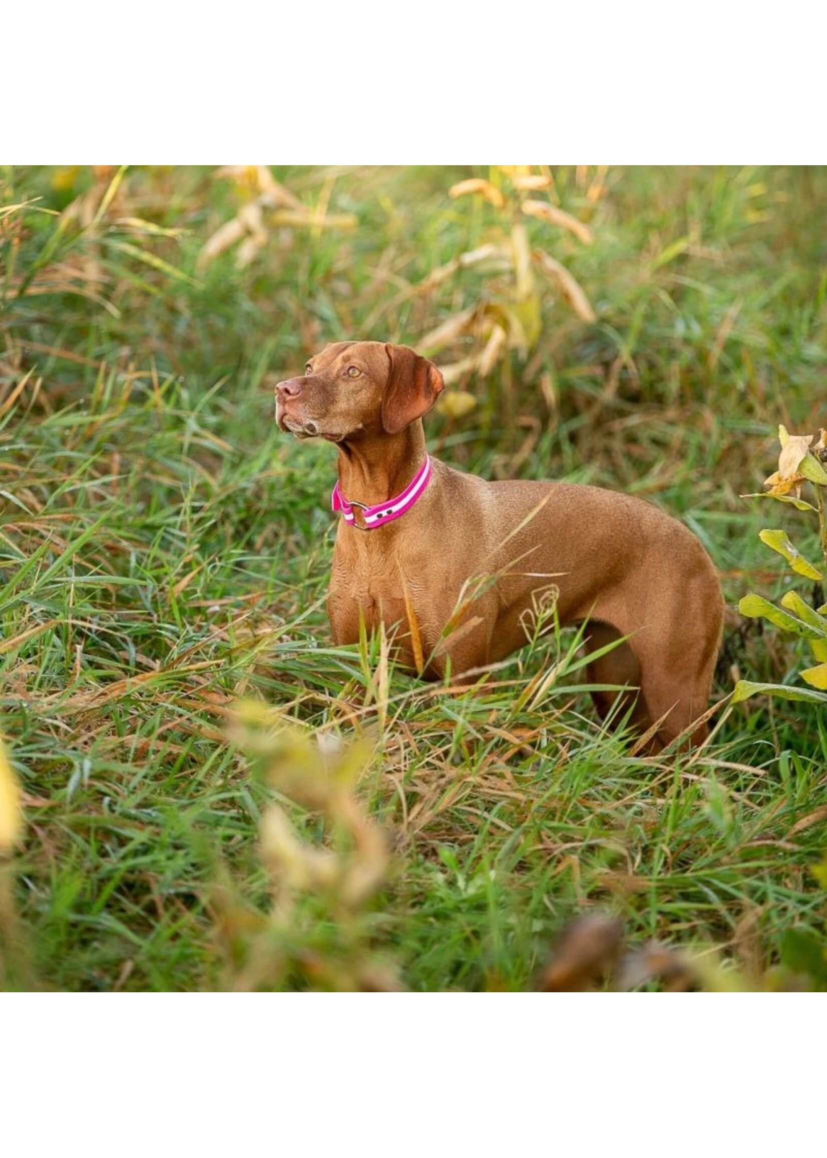 ROCT ROCT Upland Field Dog Collar