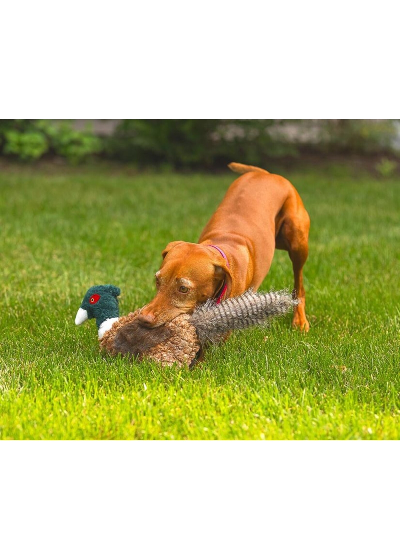 ROCT ROCT Pheasant Dog Toy