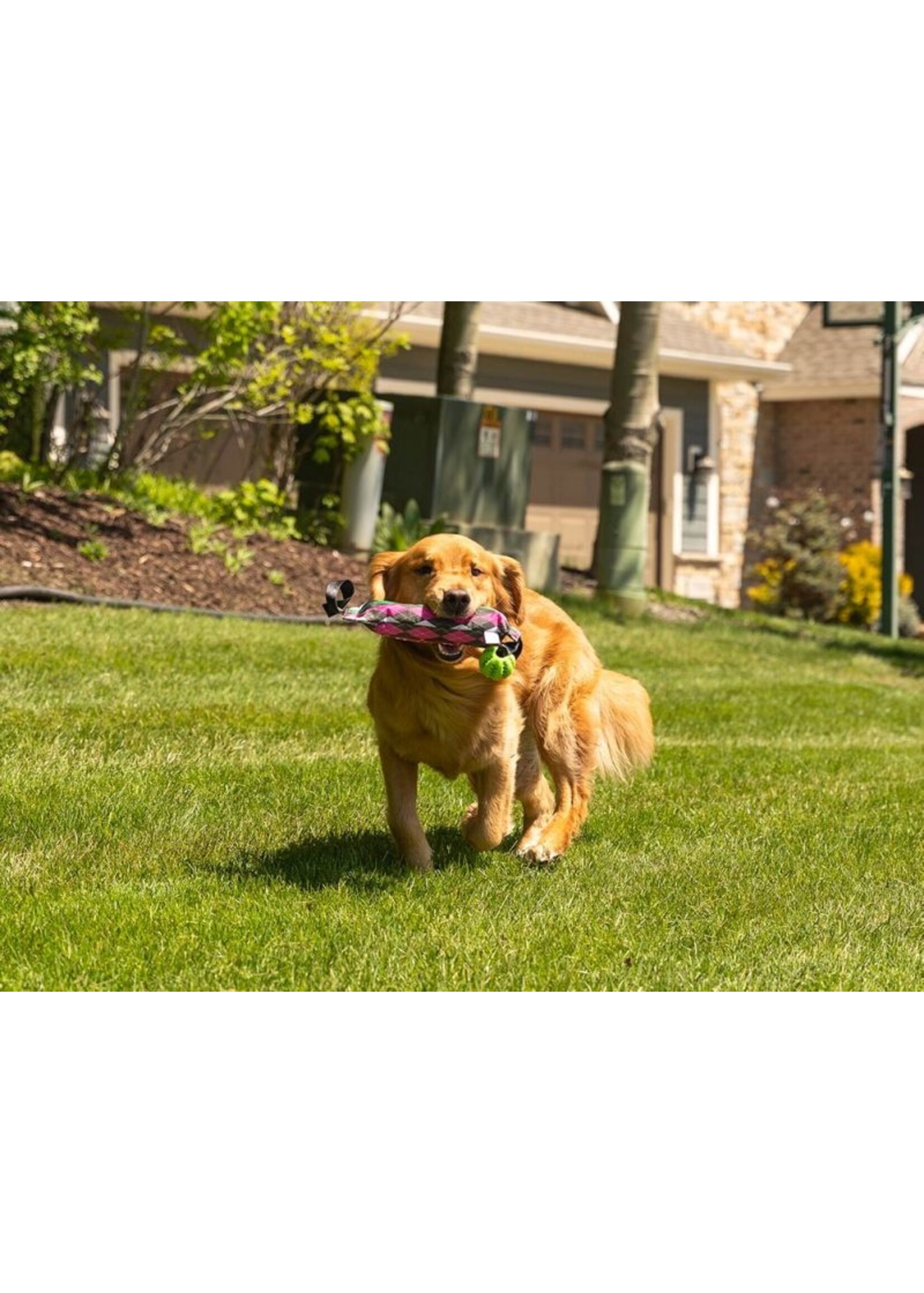 ROCT ROCT Water Bottle Ball Retriever Lined Dog Toy Happy Dog